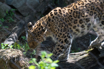 Jungle cat cheetah on display in park zoo for tourists and visitors to see. Wild animal hunts other meat sources and run very fast