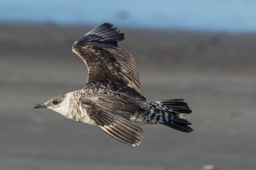 Arctic Skua in Australasia