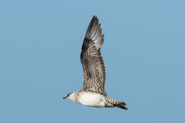 Arctic Skua in Australasia