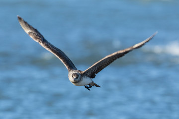 Arctic Skua in Australasia