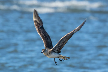 Arctic Skua in Australasia