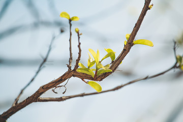 branches with green leaves and blue sky