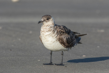 Arctic Skua in Australasia