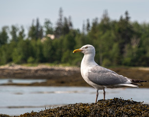 Maine Gull 2
