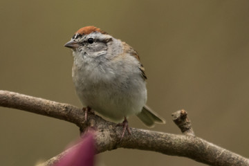 Chipping Sparrow in Pennslyvania