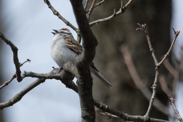 Chipping Sparrow in Pennslyvania