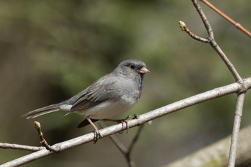 Dark Eyed Junco in Pennslyvania