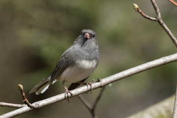 Dark Eyed Junco in Pennslyvania