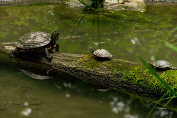 Fototapeta premium Mama knows best