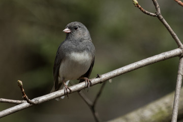 Dark Eyed Junco in Pennslyvania