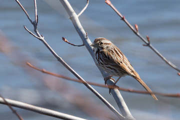 Song Sparrow in USA