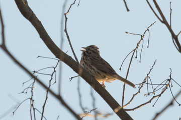 Song Sparrow in USA