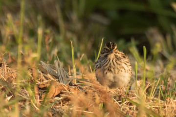 Song Sparrow in USA