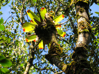 Fototapeta premium bromelias and sun