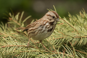 Song Sparrow in USA