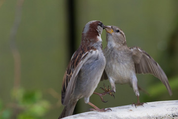 House Sparrow in Australasia