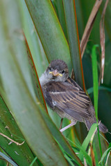 House Sparrow in Australasia