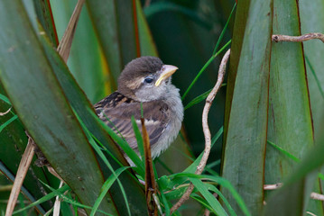 House Sparrow in Australasia