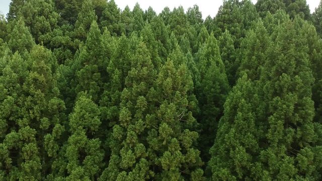 空撮　日本の広大な森林　自然風景　秋田県　山林