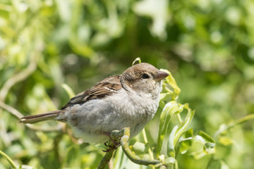 House Sparrow in Australasia