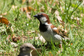 House Sparrow in Australasia