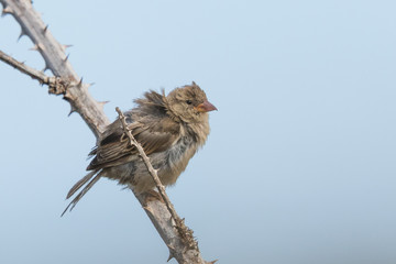 House Sparrow in Australasia