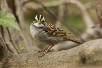 Fototapeta premium White Throated Sparrow in USA