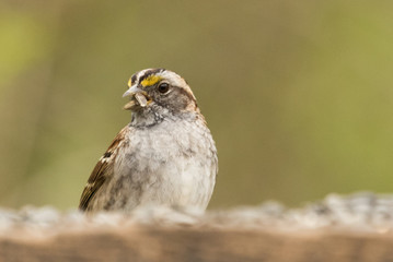 White Throated Sparrow in USA