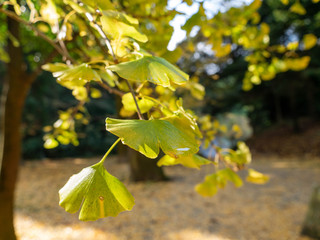Maidenhair Tree leaves are turned yellow in Fukuoka prefecture, JAPAN.