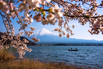 Mountain fuji background, Mountain Fuji in Japan at lake Kawaguchiko is one of the best places  japan in the spring with cherry blossoms