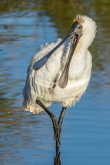 Royal Spoonbill in Australasia