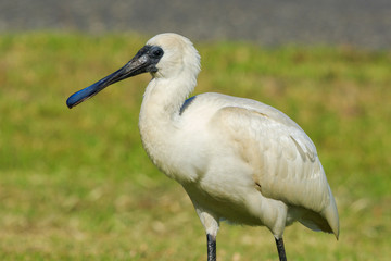 Royal Spoonbill in Australasia