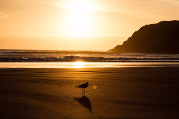 Fototapeta premium silhouette of bird on beach