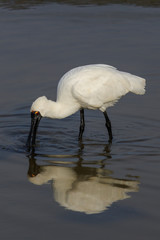 Royal Spoonbill in Australasia