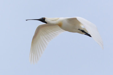Royal Spoonbill in Australasia