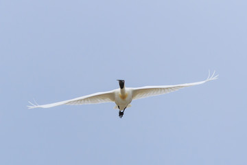 Royal Spoonbill in Australasia