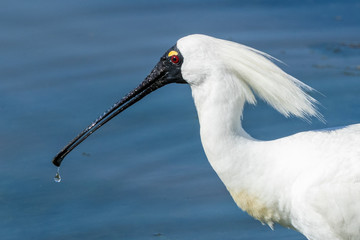 Royal Spoonbill in Australasia