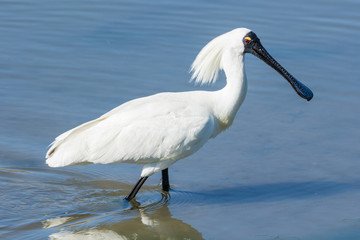 Royal Spoonbill in Australasia
