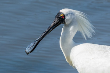Royal Spoonbill in Australasia