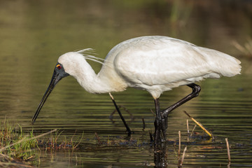 Royal Spoonbill in Australasia