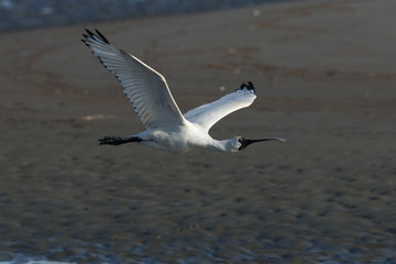 Royal Spoonbill in Australasia