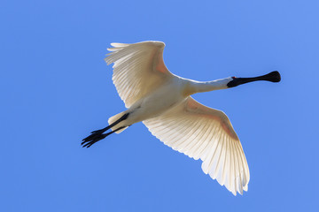 Royal Spoonbill in Australasia