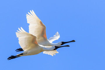 Fototapeta premium Royal Spoonbill in Australasia