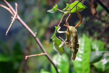 african insect hanging on the plant 