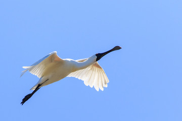 Royal Spoonbill in Australasia