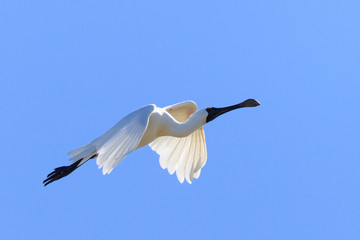 Royal Spoonbill in Australasia