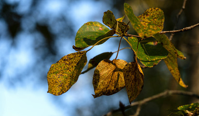 Spotted leaves