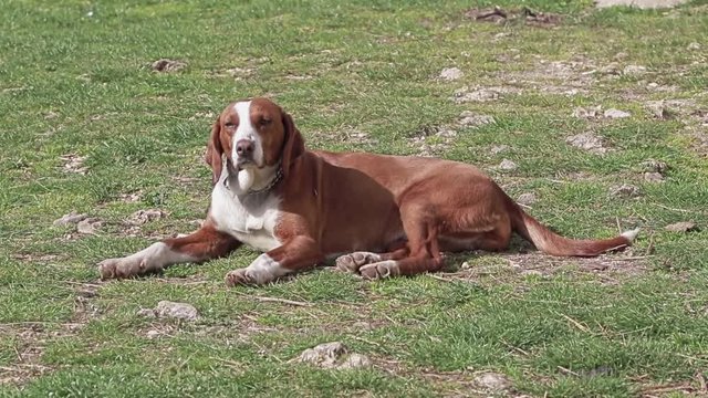 Dog laying on the grass