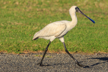 Royal Spoonbill in Australasia
