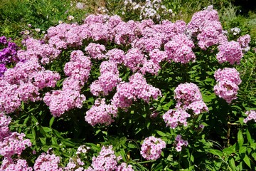 Fototapeta premium マイナウ島の花